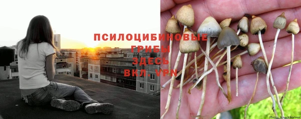 шишки Армянск